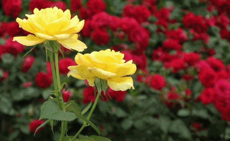 Golap Gram A Beautiful Flower Land At Sadullahpur