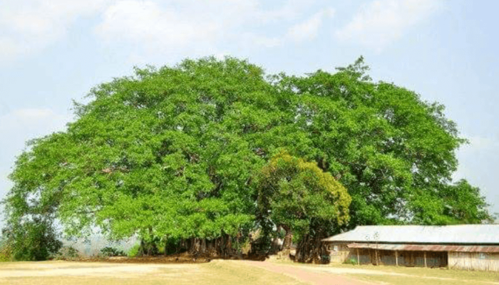 A Hundred Year Old Banyan Tree At Khagrachhari