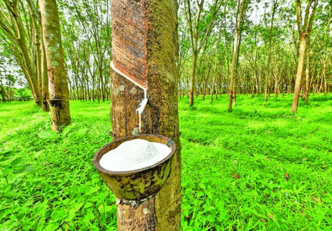 Pirgachha Rubber Garden Of Different Seasons At Tangail